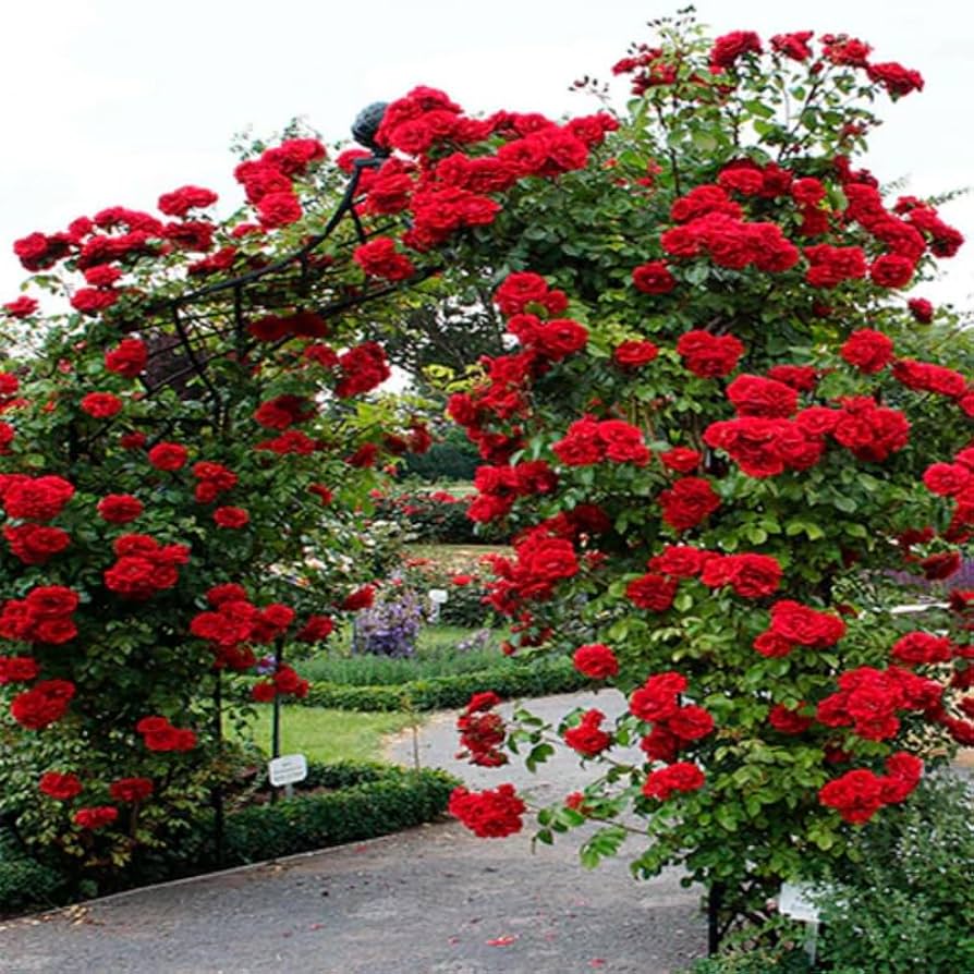 Don Juan Climbing Rose - Hardy Rose Plant