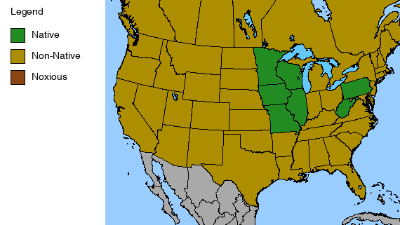 Amethyst Shooting Star Plant - Dodecatheon amethystinum - 2" Plug