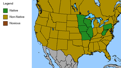 Amethyst Shooting Star Plant - Dodecatheon amethystinum - 2" Plug