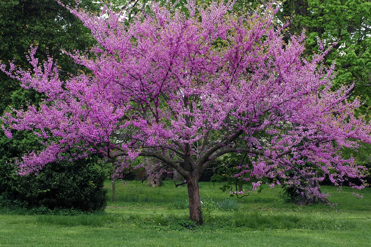 Eastern Redbud