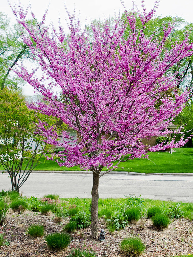Eastern Redbud