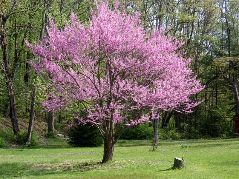 Eastern Redbud