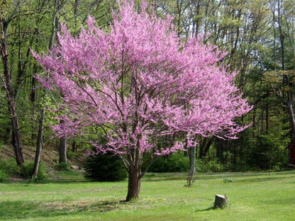 Eastern Redbud