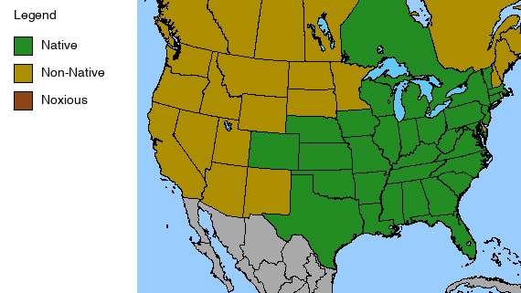 Purple Coneflower Plant - Echinacea purpurea - 2" Plug