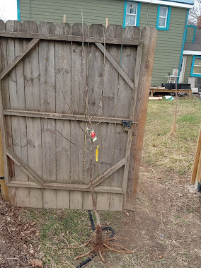 Enterprise Apple Tree – Semi-Dwarf Rootstock