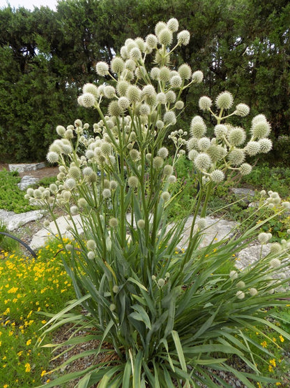 Rattlesnake Master - Erynginum  Yuccifolium - 2" Plug