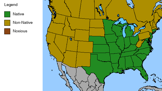 Rattlesnake Master - Erynginum  Yuccifolium - 2" Plug