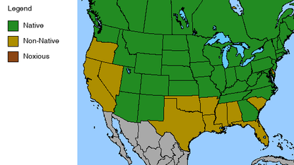 Joe Pye Weed Plant - Eutrochium maculatum - 2" Plug