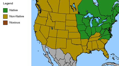 Queen of the Prairie Plant - Filipendula rubra - 2" Plug