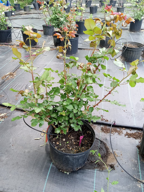 Forever Yours - Hardy Rose Plant