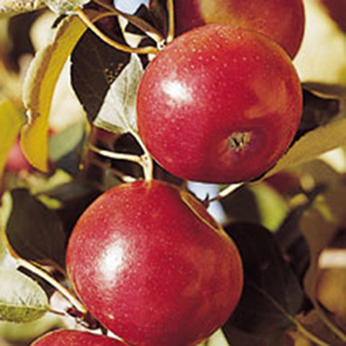 Freedom Apple – Semi-Dwarf