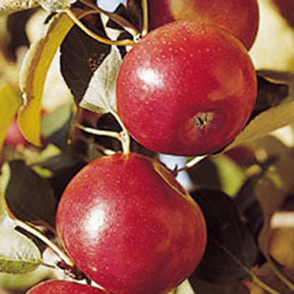 Freedom Apple – Semi-Dwarf