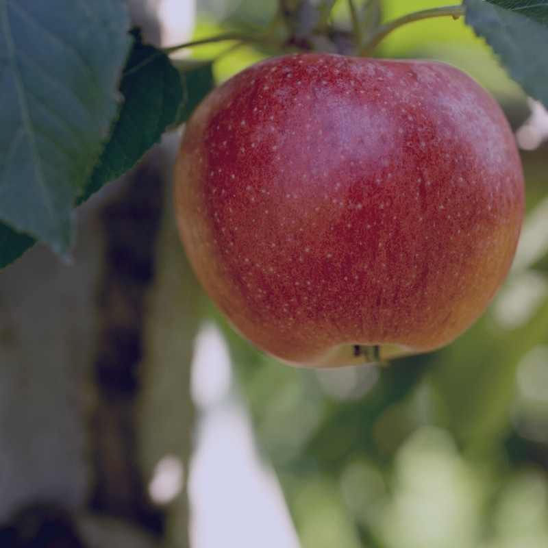 Freedom Apple – Semi-Dwarf