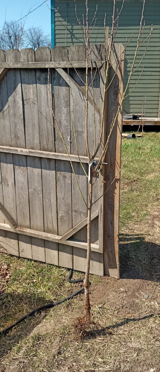 Frost Peach – Dwarf Rootstock