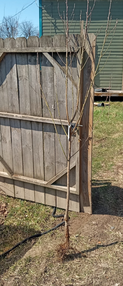 Frost Peach – Dwarf Rootstock