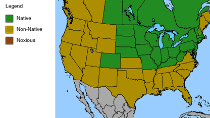 Bottle Gentian Plant - Gentiana andrewsii - 2" Plug