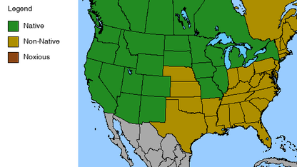 Prairie Smoke Plant - Geum triflorum - 2" Plug