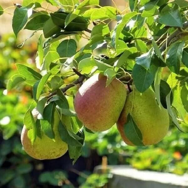 Gold Spice Pear – Semi-Dwarf