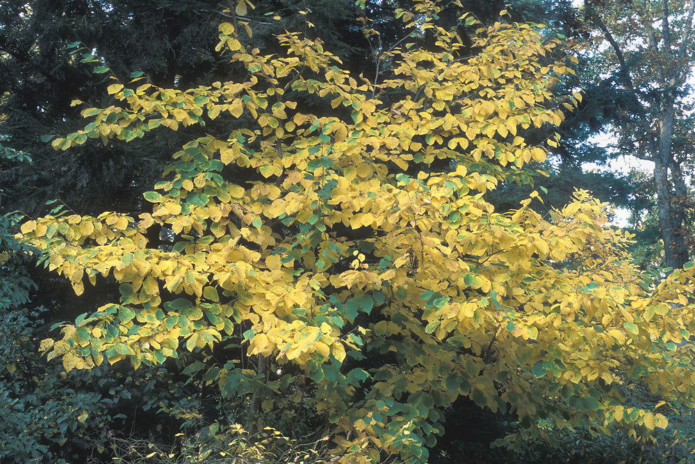 American Witch Hazel