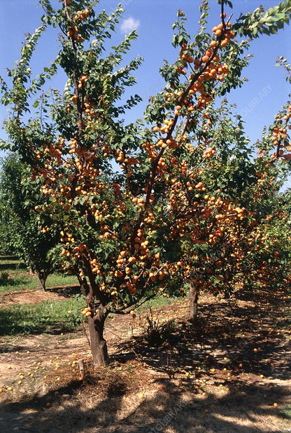 Harcot Apricot (Prunus armeniaca) – 6ft Tall - Easy - Dwarf