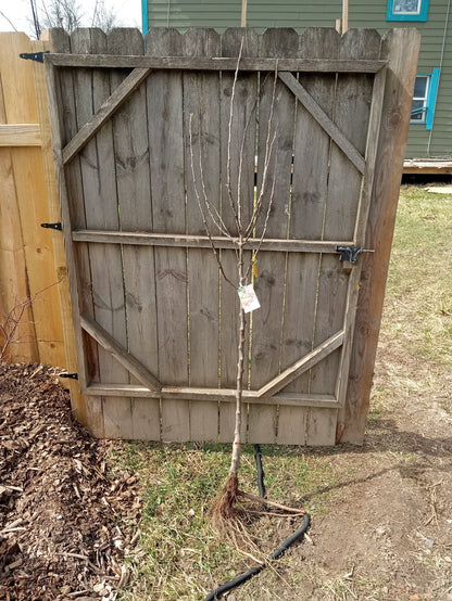 Harcot Apricot (Prunus armeniaca) – 6ft Tall - Easy - Dwarf
