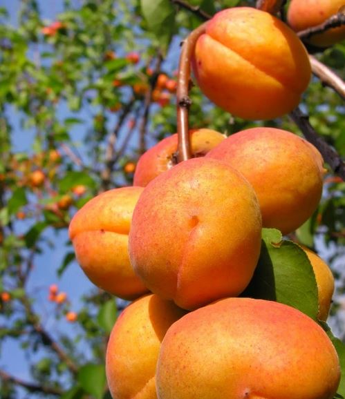 Harglow Apricot – Dwarf