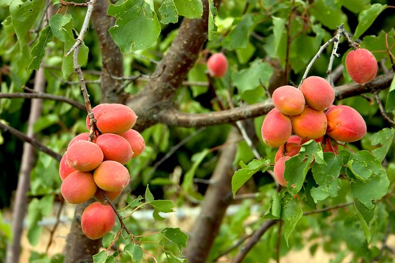 Harglow Apricot – Dwarf