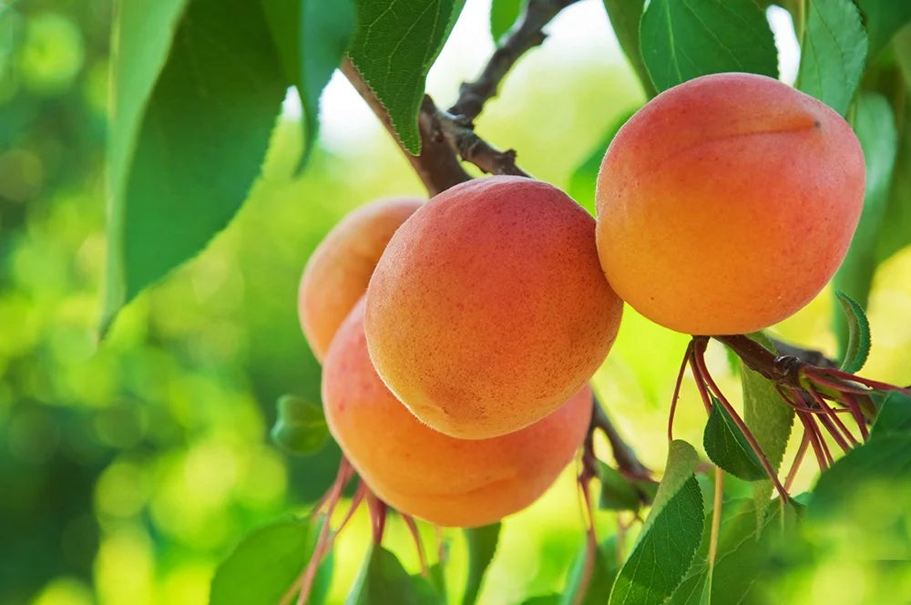 Harglow Apricot – Dwarf