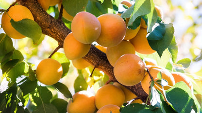Harglow Apricot – Dwarf