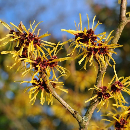 American Witch Hazel