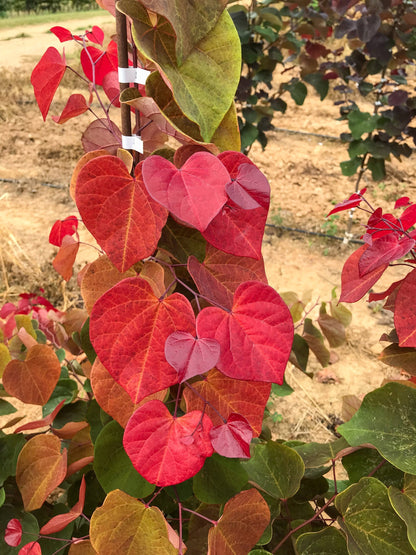 Hearts A'Fire Redbud