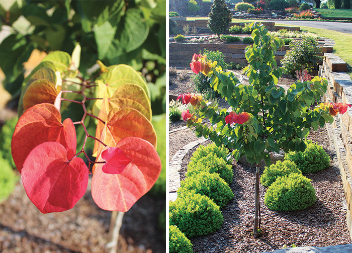 Hearts A'Fire Redbud