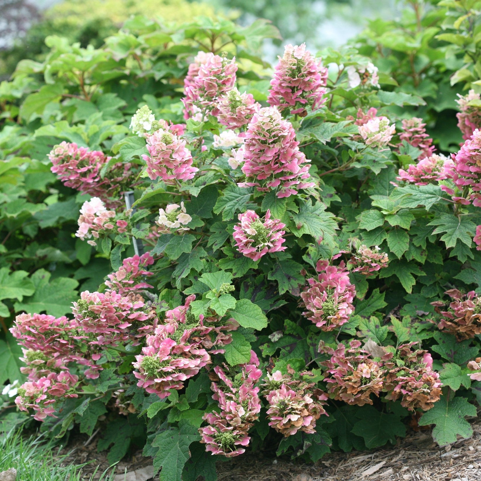 Ruby Slippers Oakleaf Hydrangea