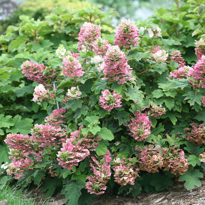 Ruby Slippers Oakleaf Hydrangea