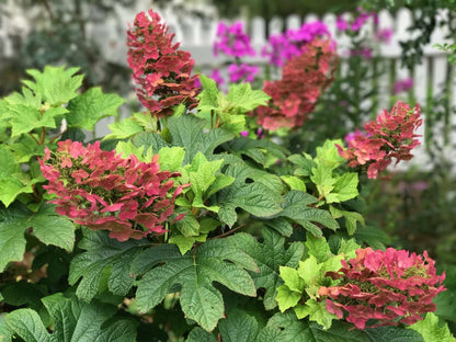 Ruby Slippers Oakleaf Hydrangea