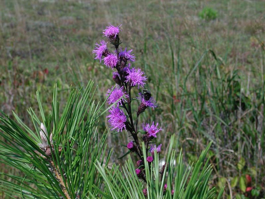 Liatris scariosa var. nieuwlandii - Northern Blazing Star - Starter Plant