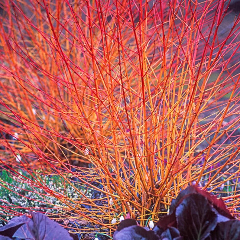 Bloodorange Twig Dogwood