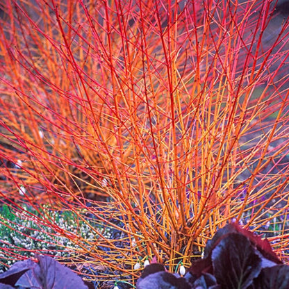 Bloodorange Twig Dogwood