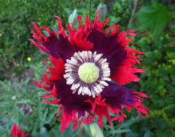 Drama Queen Organic Poppy - Starter Plant