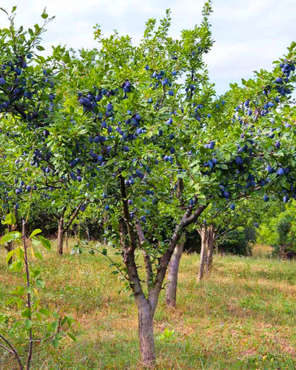 Italian Plum – Dwarf