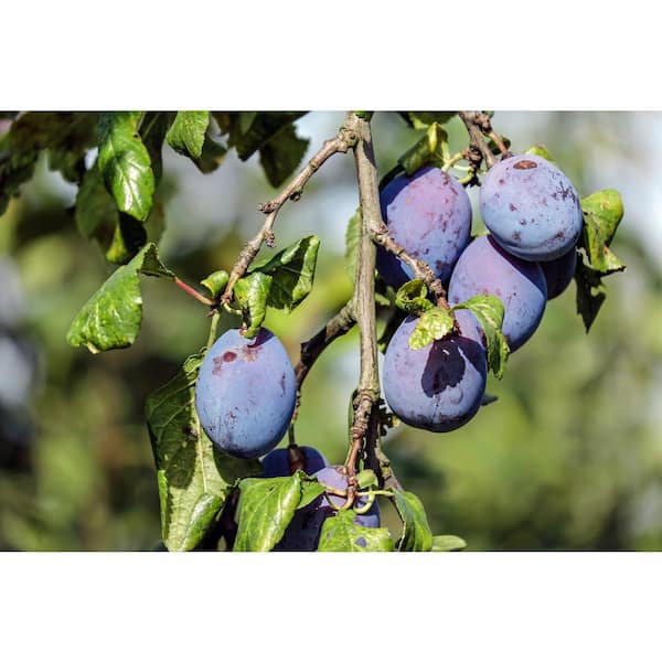 Italian Plum – Dwarf