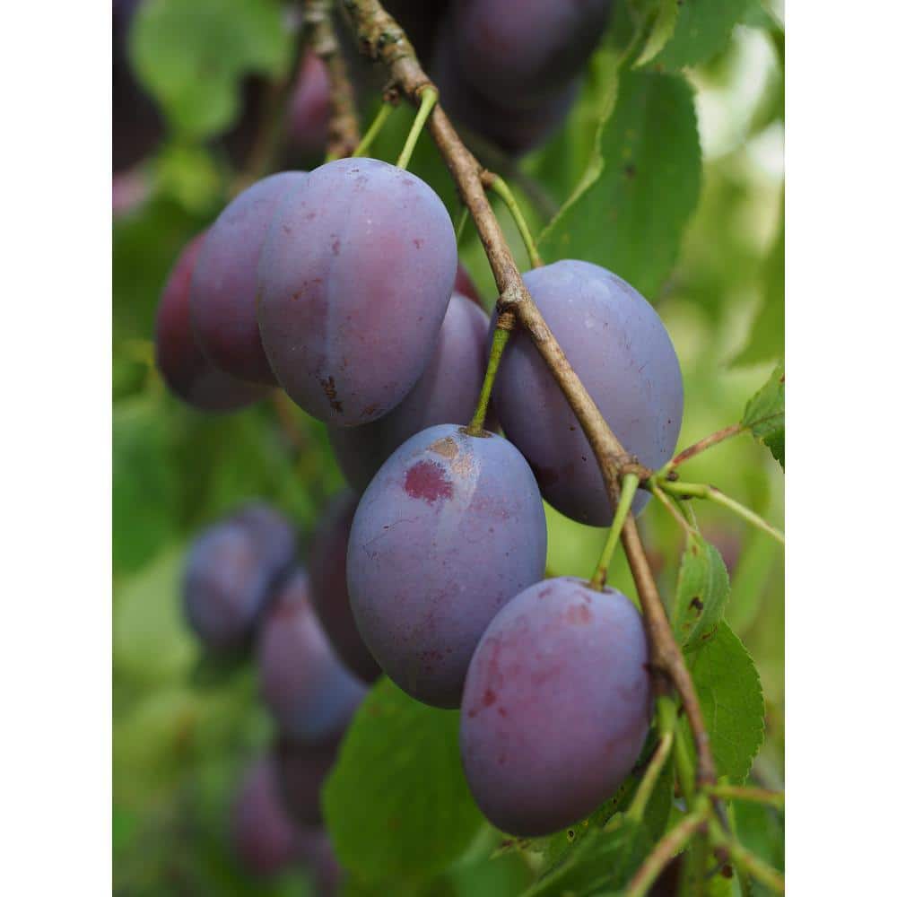 Italian Plum – Dwarf