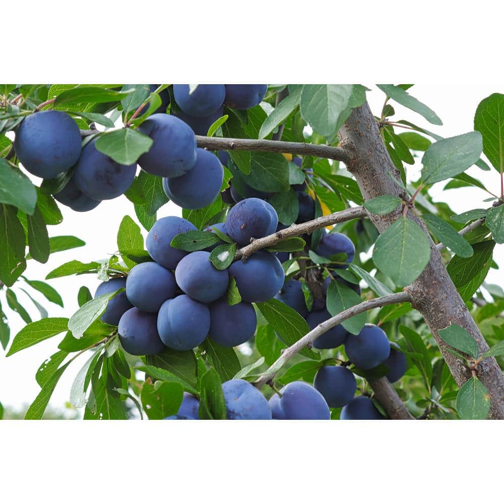 Italian Plum – Dwarf
