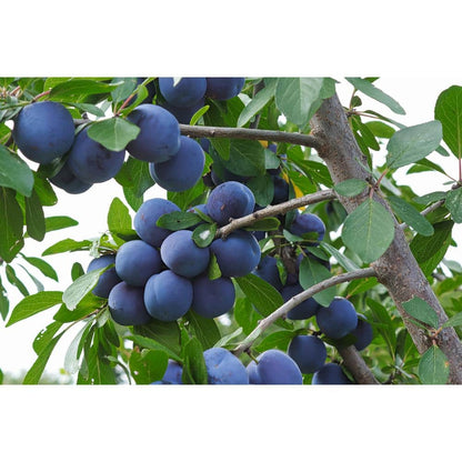 Italian Plum – Dwarf