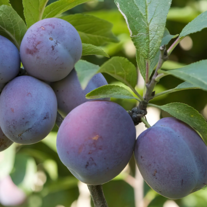 Italian Plum – Dwarf