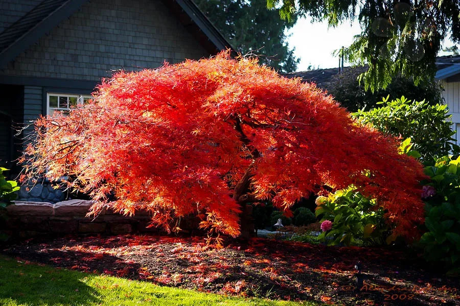 Japanese Maple Orangeola (Acer p. dissectum) - Branched