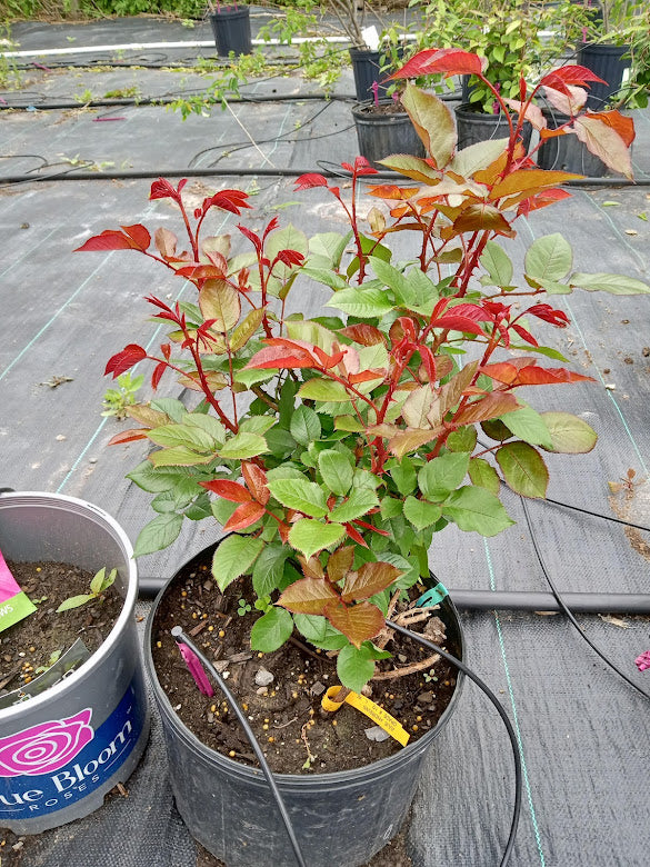 Julie Andrews - Hardy Rose Plant