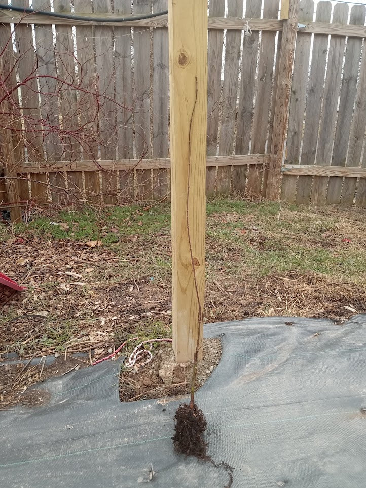 Sango kaku Japanese Maple