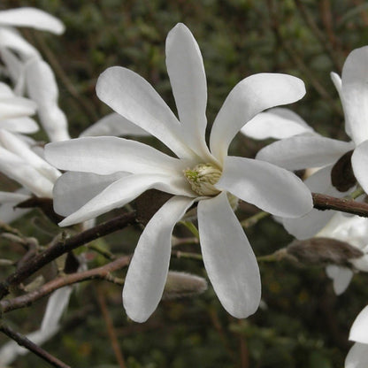 Kobus Magnolia