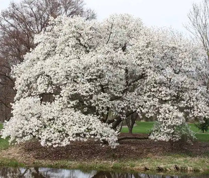 Kobus Magnolia